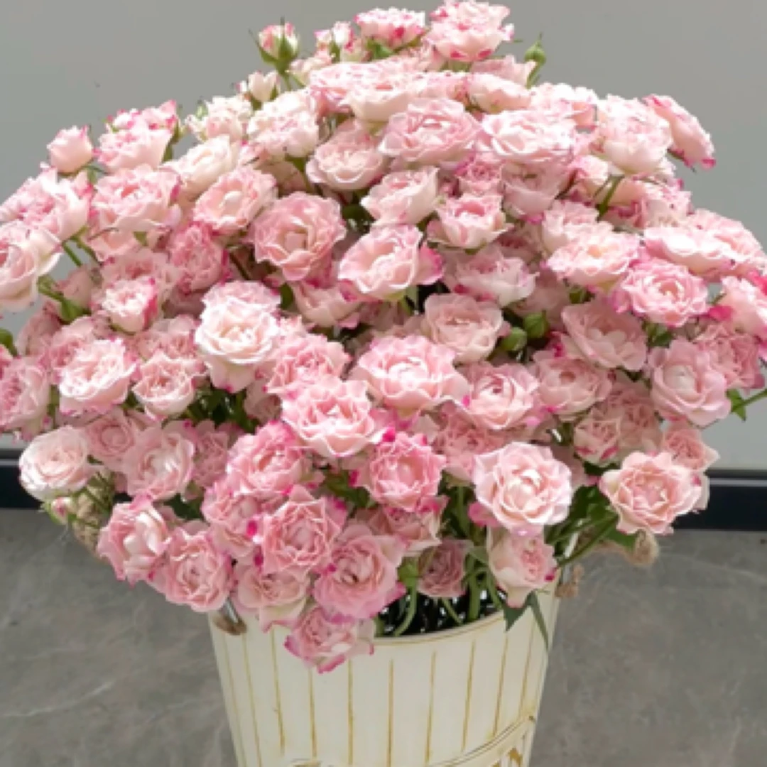 多头折射玫瑰（直播间展示为准/任意两单升级快递）