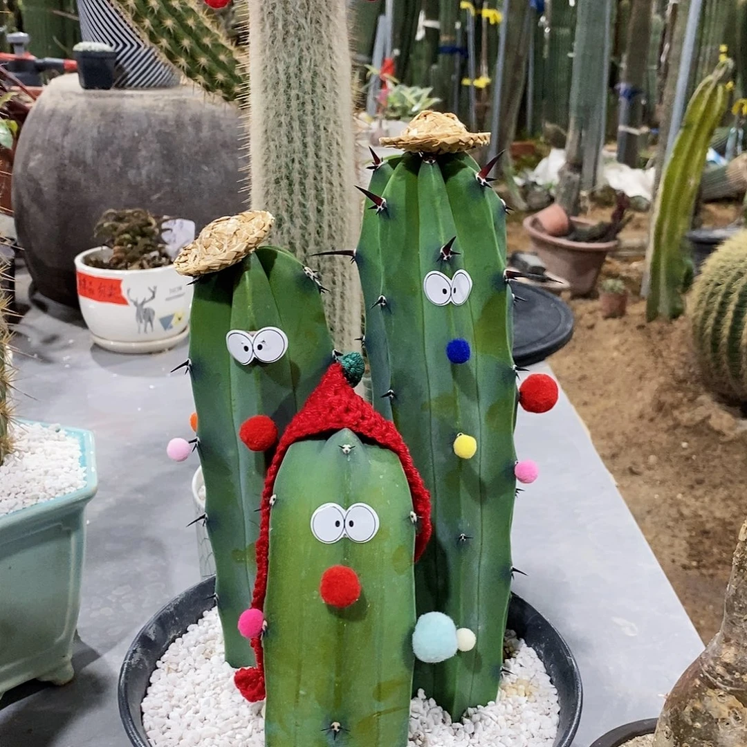 龙神木侧牙高20/30/40公分（3颗）