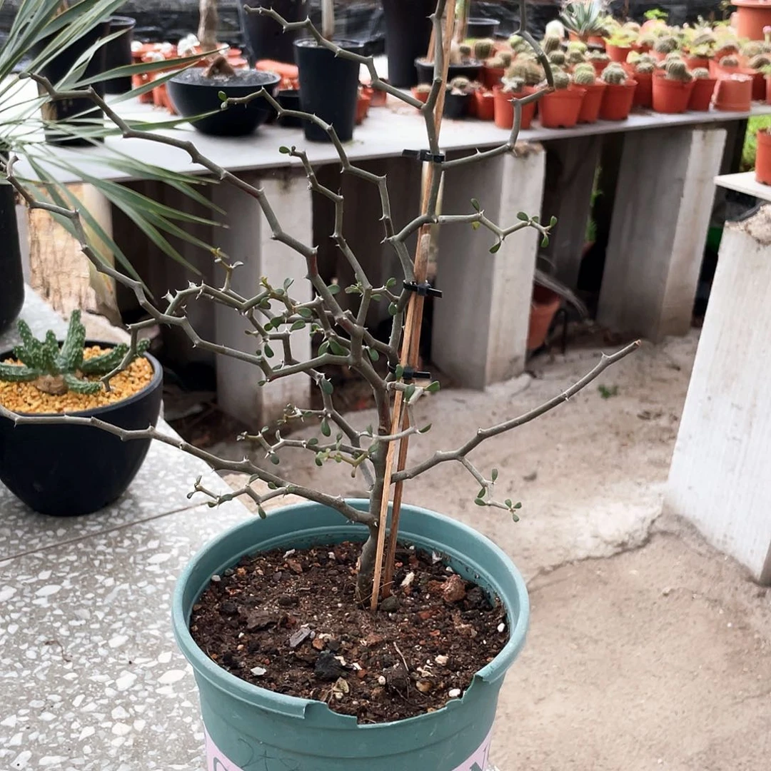 弯曲龙666666666666