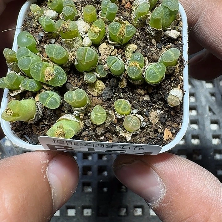 164 多肉植物多肉植物