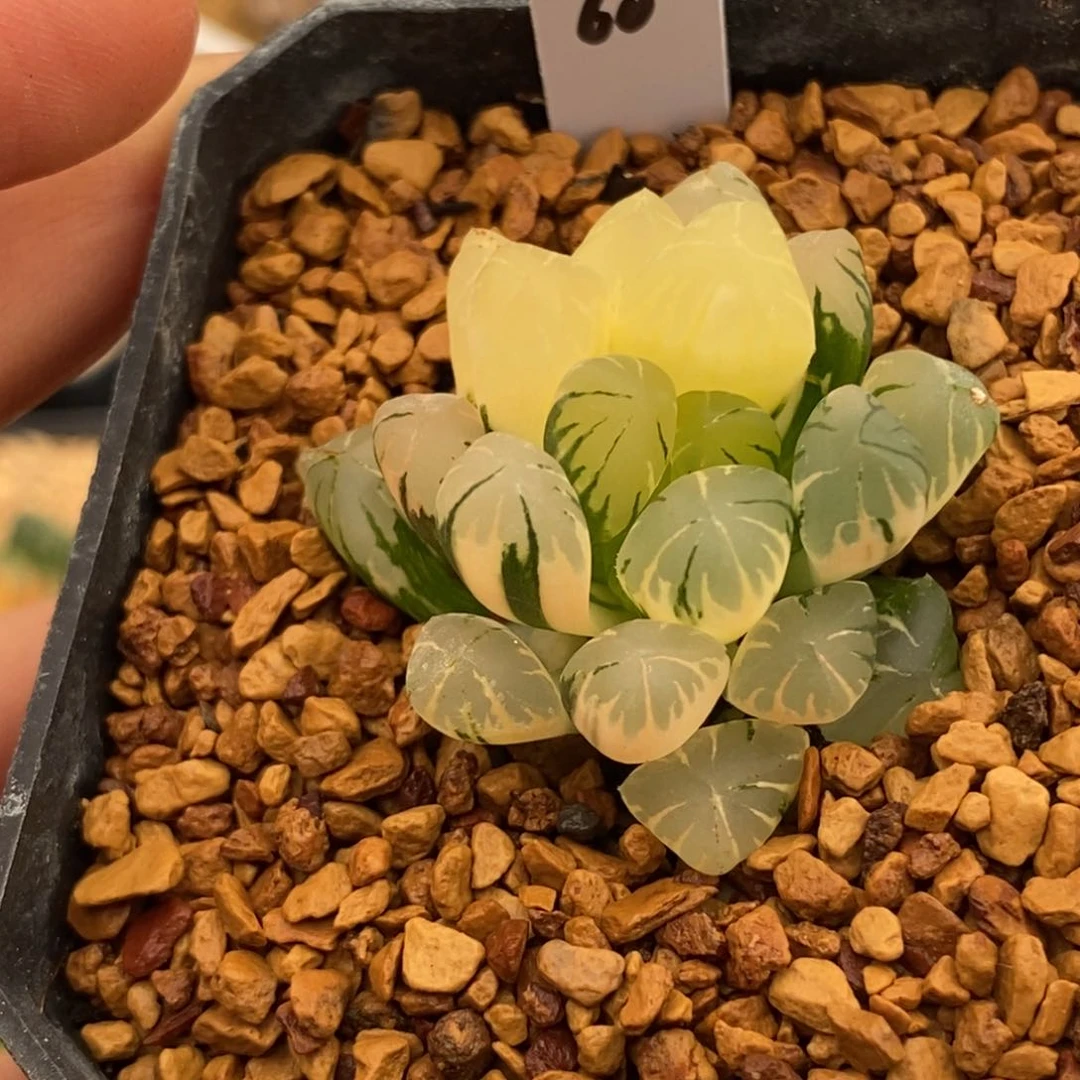 60广濑玉露多肉植物