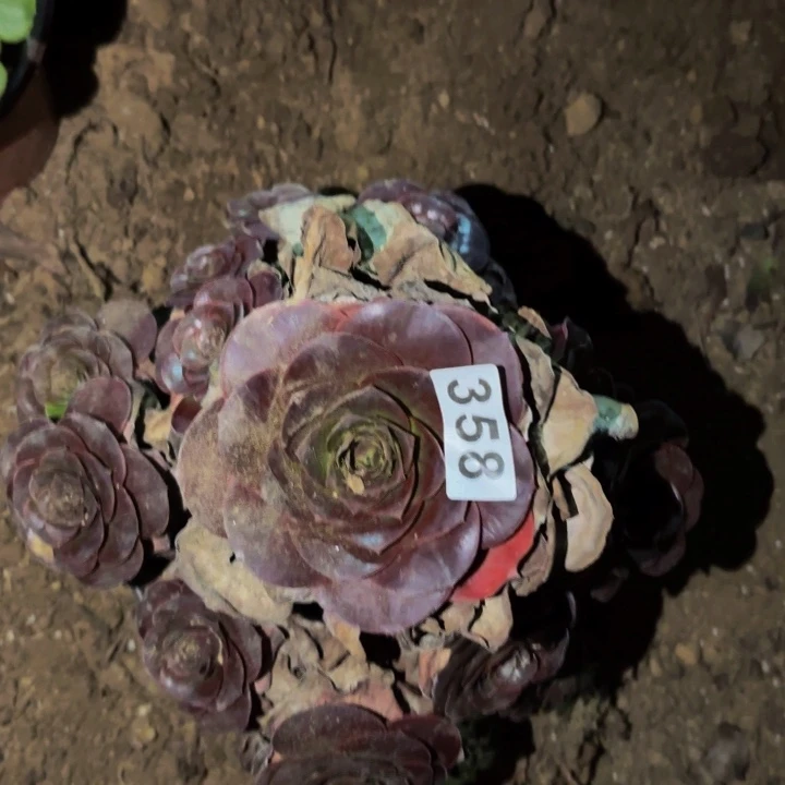 358魅金多肉植物不售后