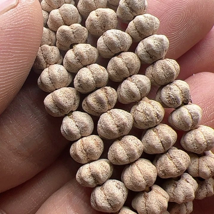 金刚菩提手串好评