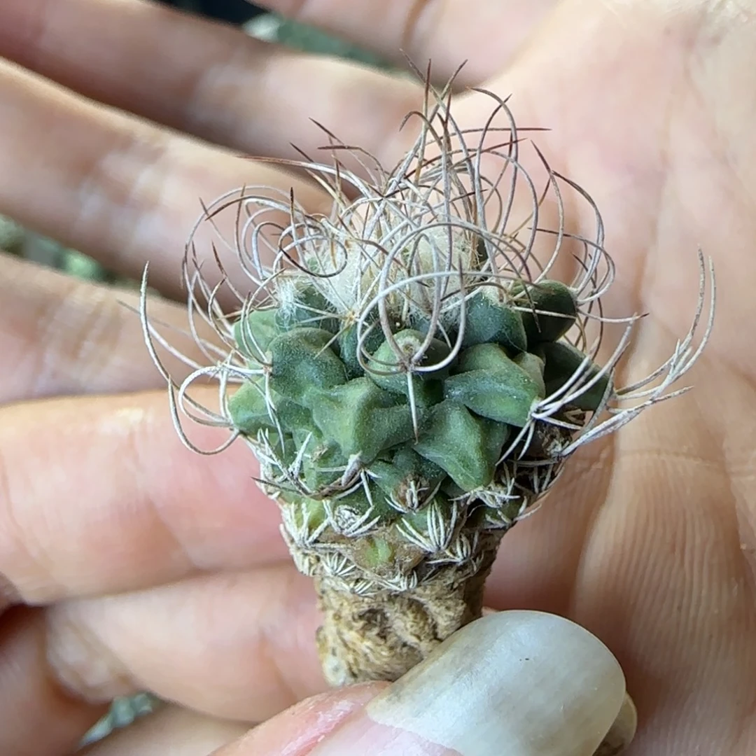 089实生草刺娇丽多肉