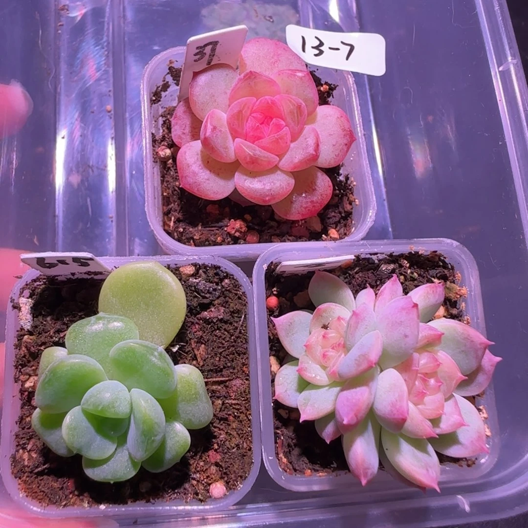 福利组合三颗13-7群生不包整