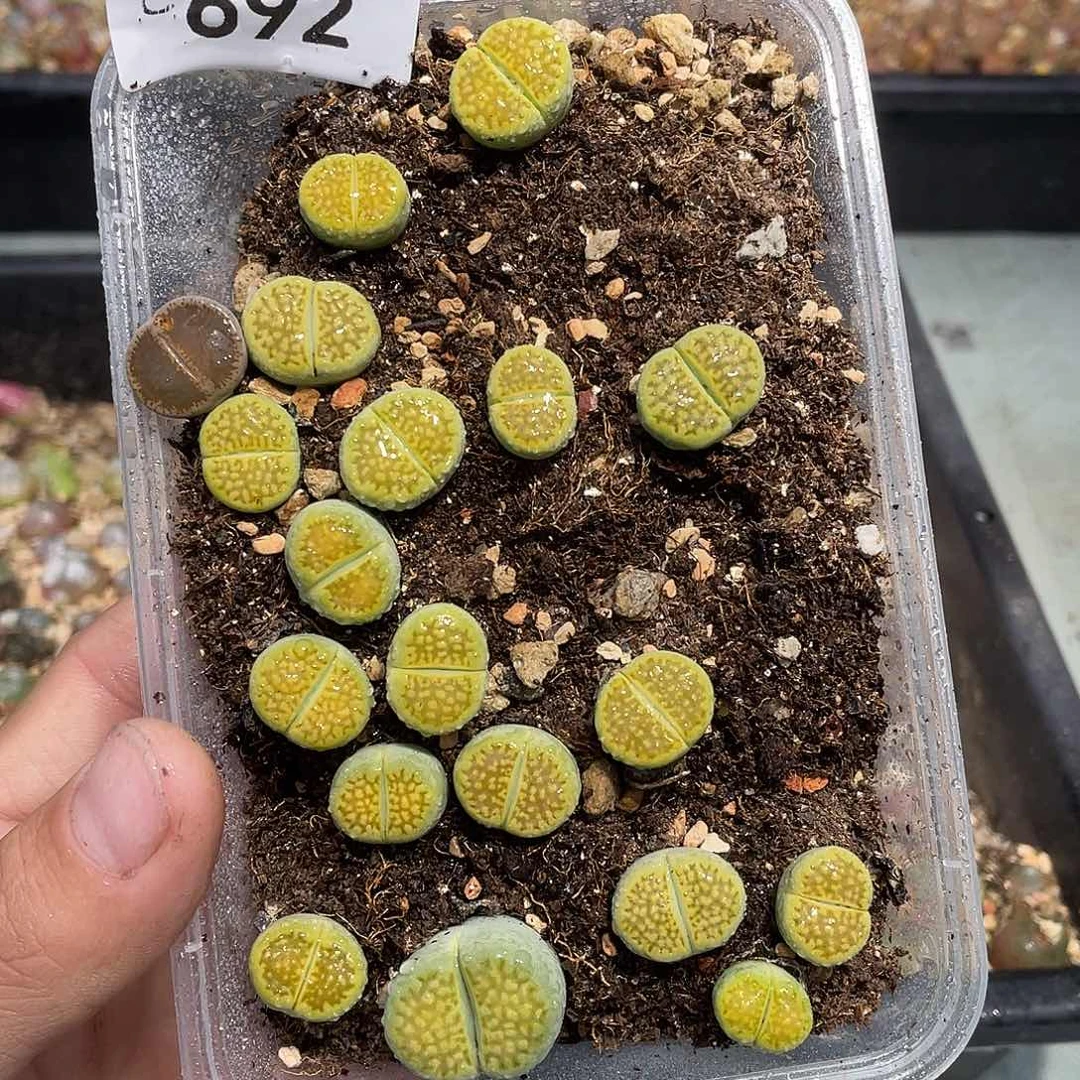 当天凑满十八元包邮692