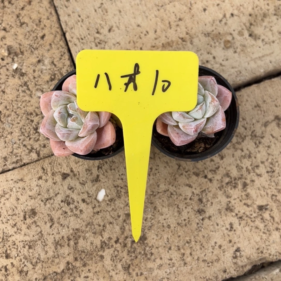 八****八戒10。