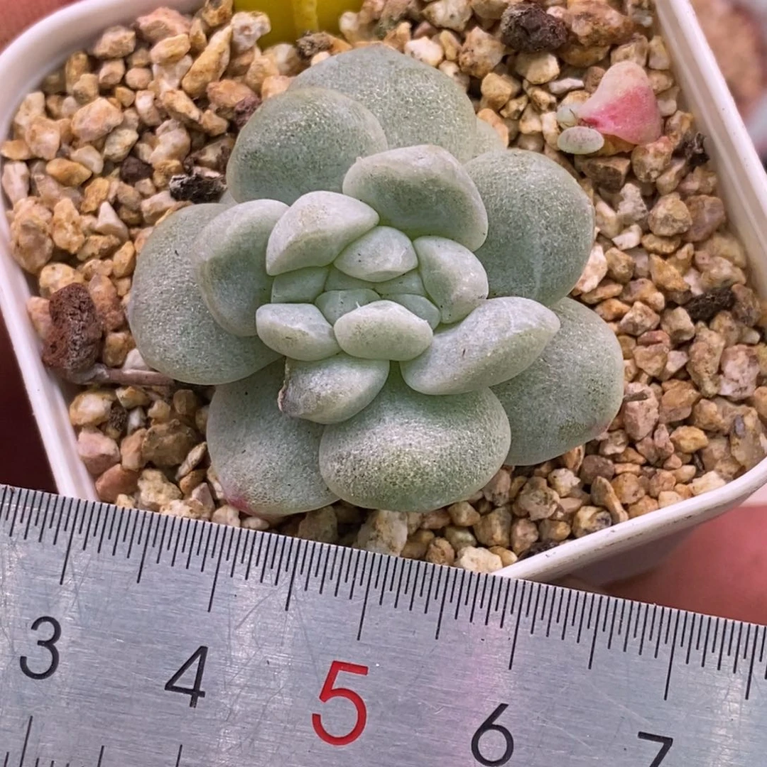 4106冰玉石化锦缀……