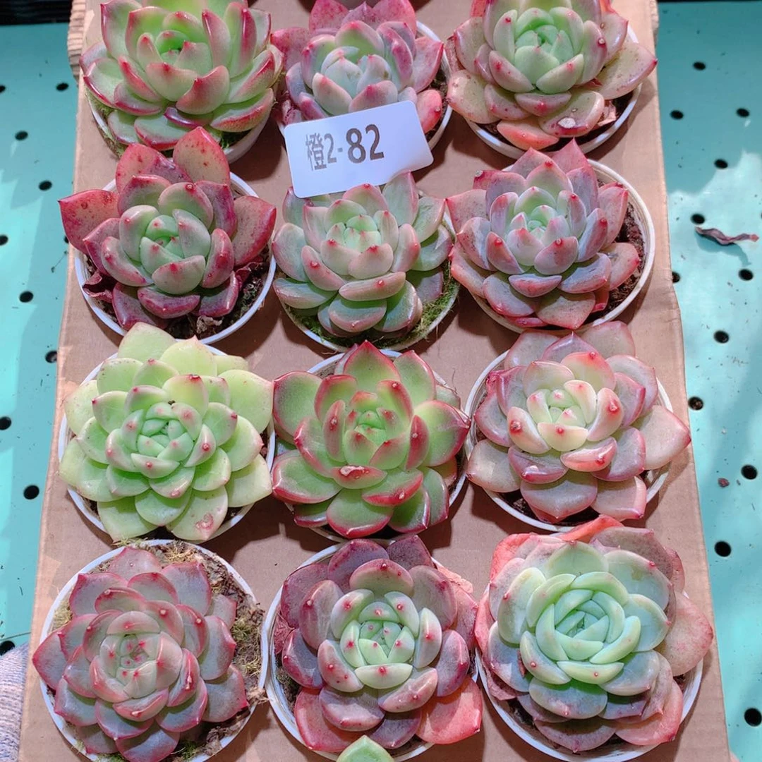 2-82一物一拍多肉带盆18颗