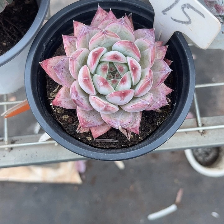 两单包邮，一物一拍15卡系