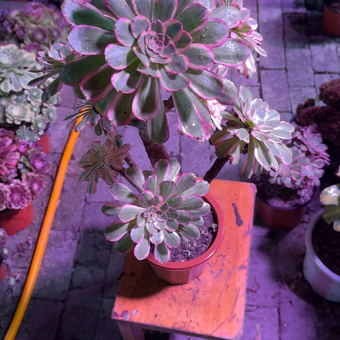 佳***庆V锦锦多肉植物5862
