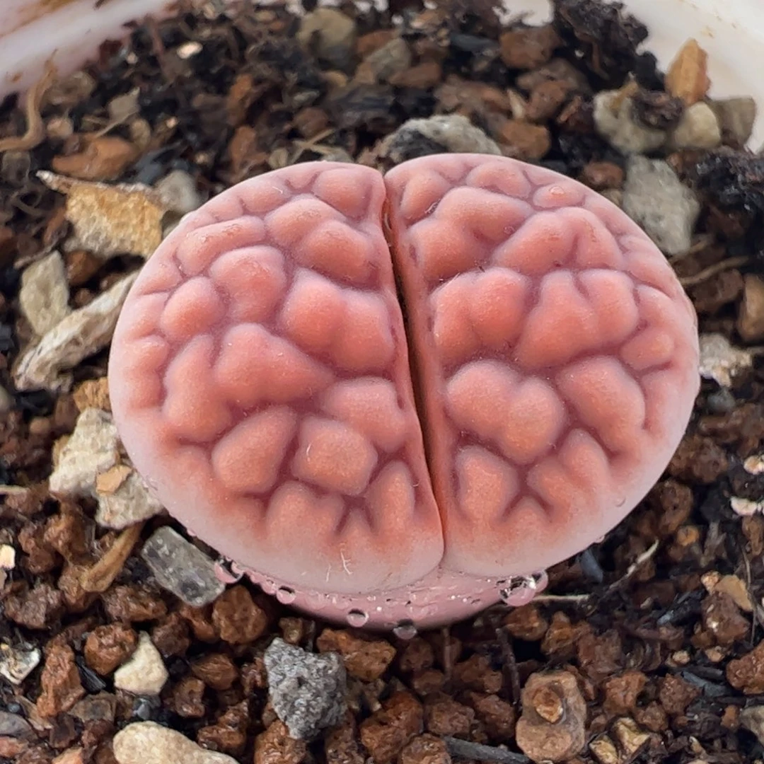 033多肉植物百科