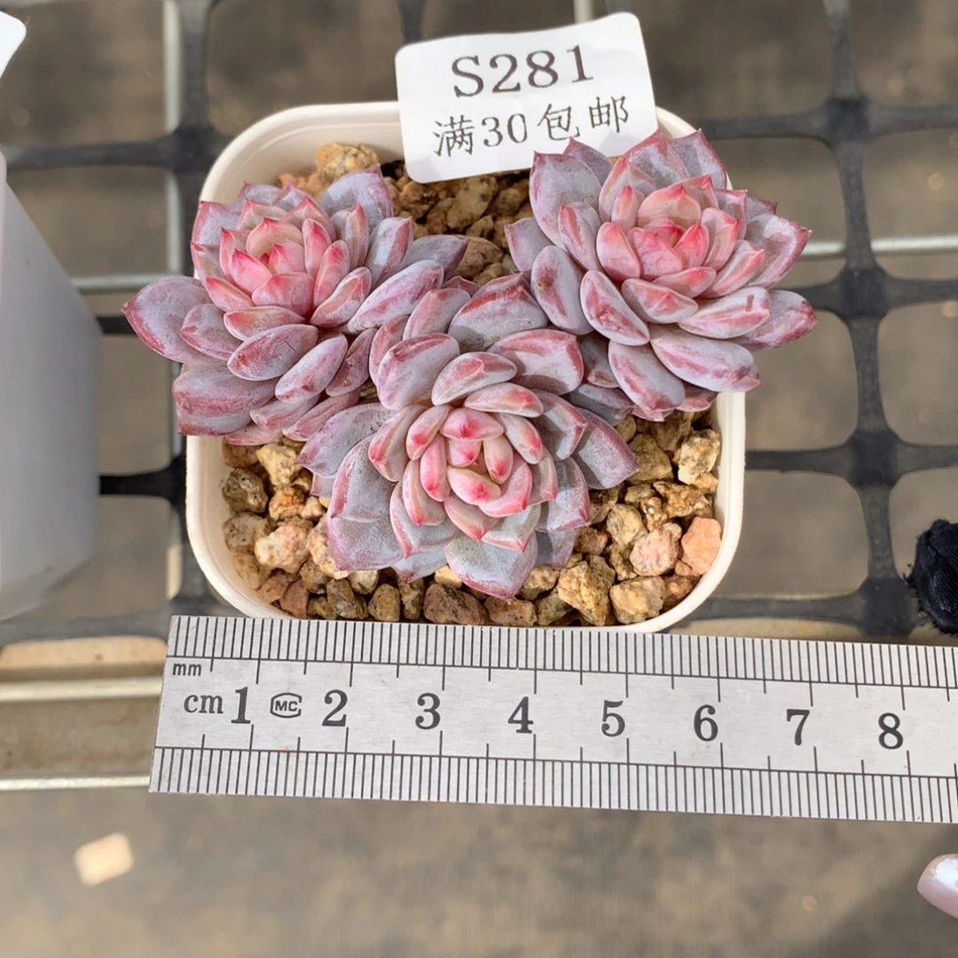 青****281玉芙蓉弹头冠服6.5、带盆土