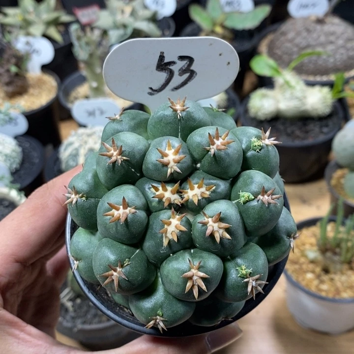 短豪刺象牙53号8.2cm