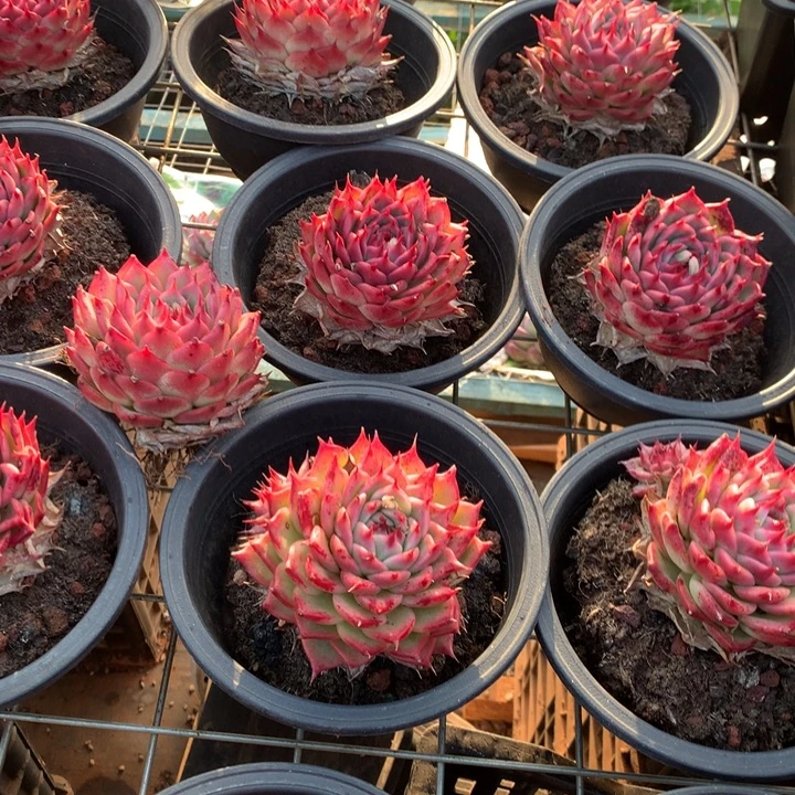 粉透体托斯卡内利多肉植物两单包邮