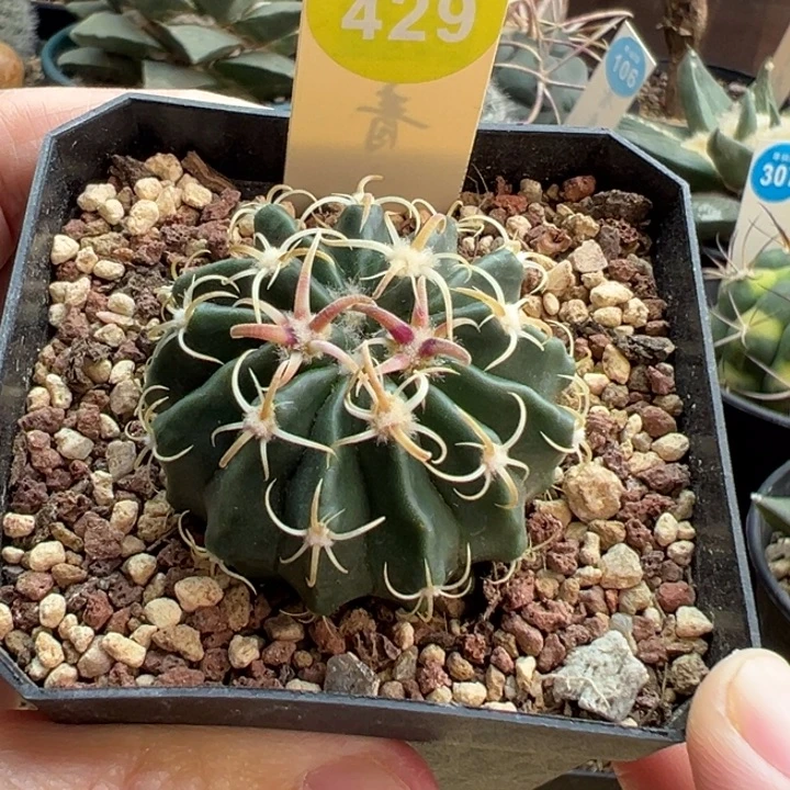 实生卷刺武藏凌波4.1cm