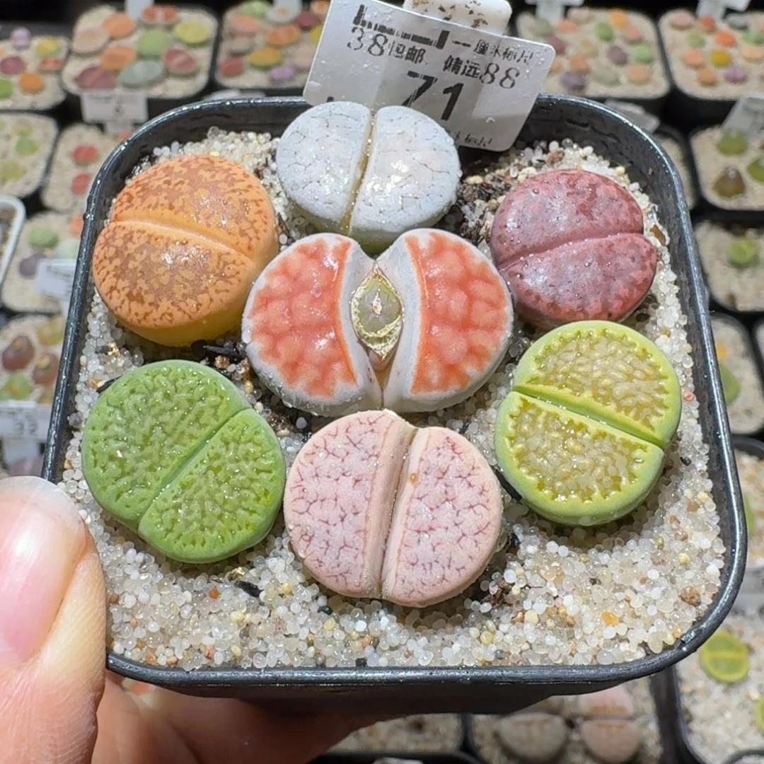 Sss精品清仓价41大
