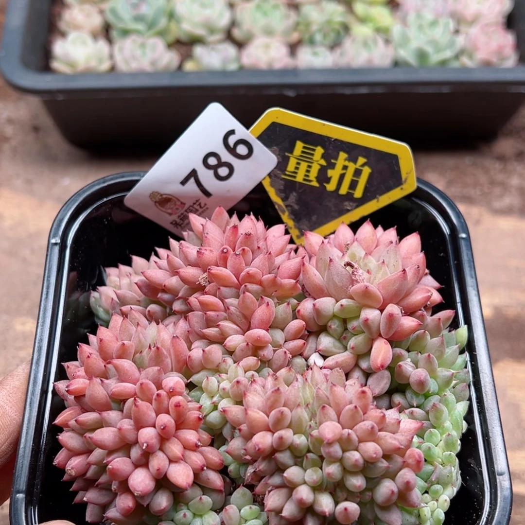 多肉植物多肉植物