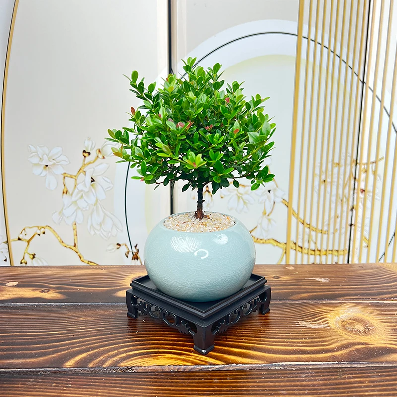 精致桌面小盆栽小叶红芽赤楠茶桌书房摆件