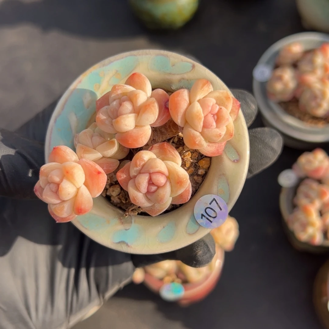 六头冰玉带盆灯养小脸0000000000