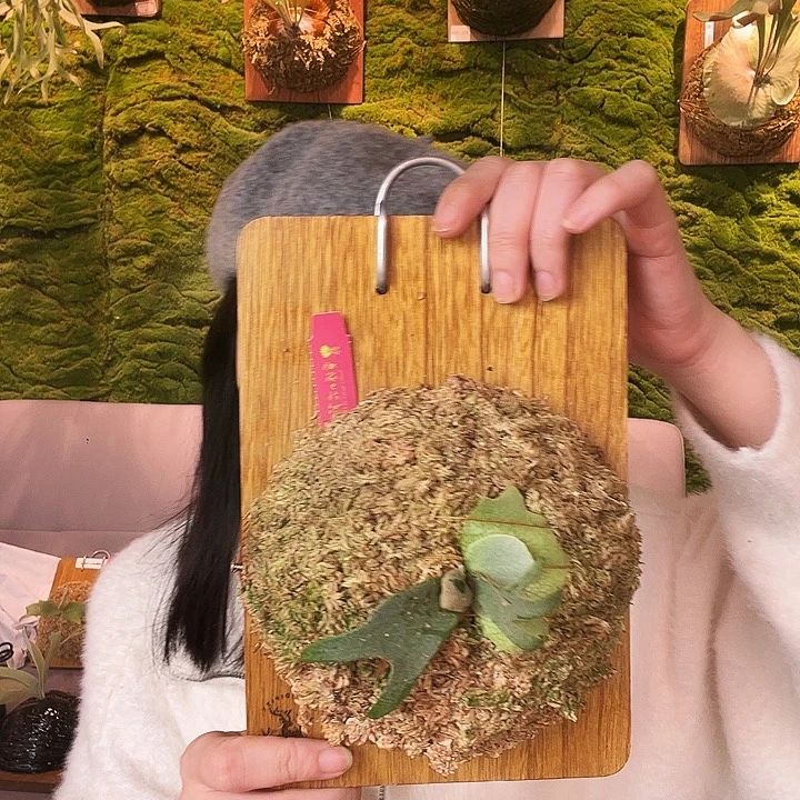 不开花植物珍妮 tc