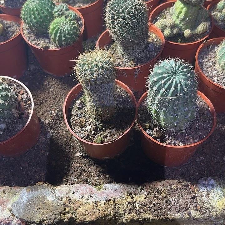 老***许无花朵丽花哈哈哈哈哈哈