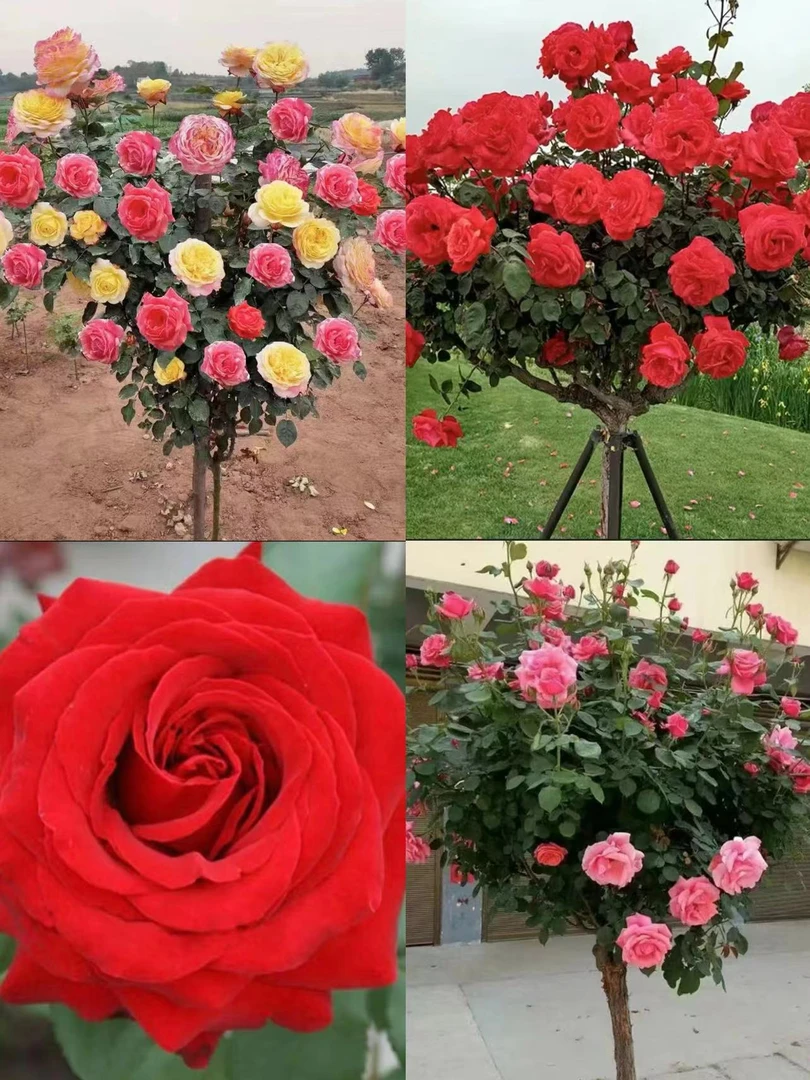 99四棵）棒棒糖树状月季多色阳台庭院花园走廊