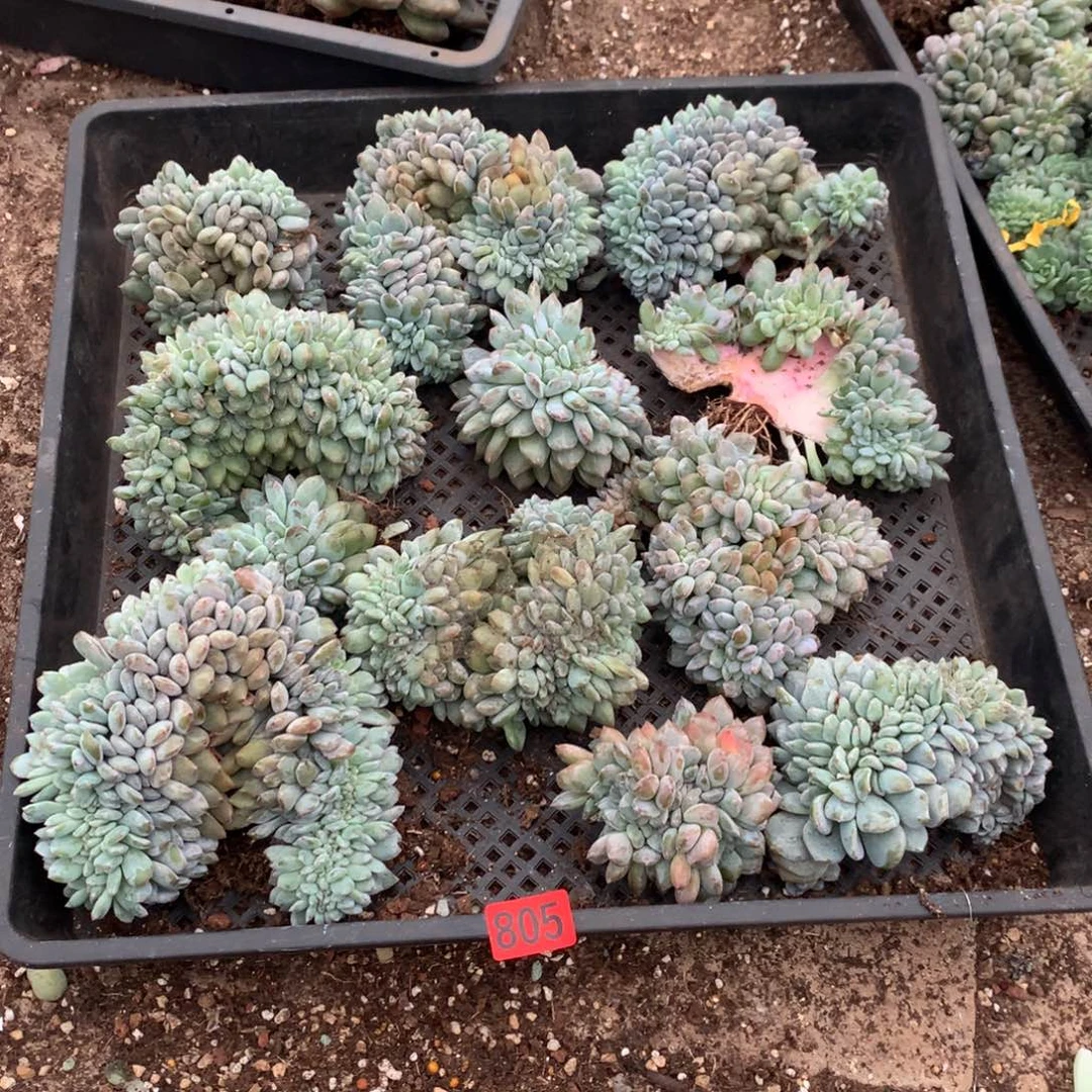 805橙子11111111111111微瑕