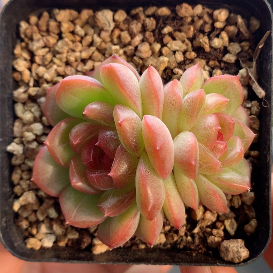58包邮  群生不包整23