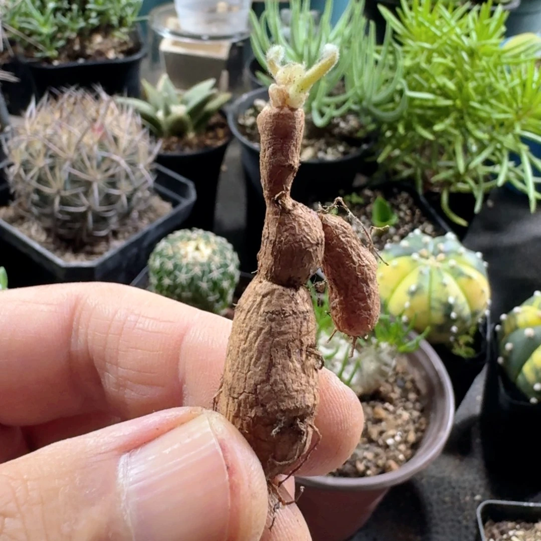 667罗伯塔洋葵脱土发货