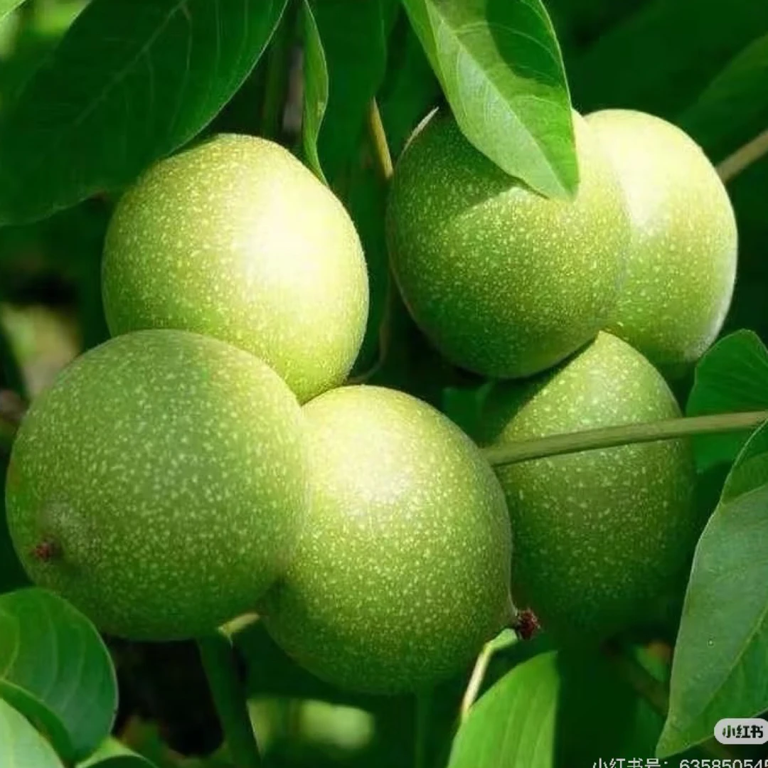 带皮发货盘山公子帽