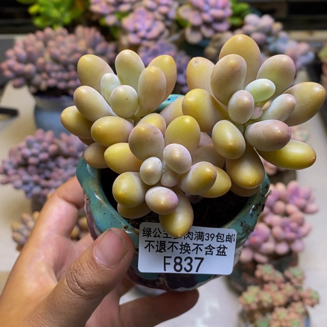 837蛋黄奶多肉7cm