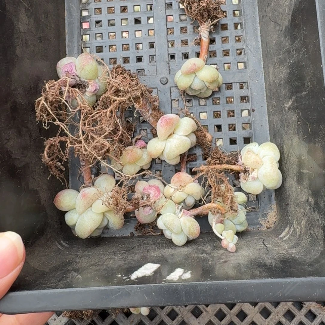 问**15 号到手1框，江北多肉