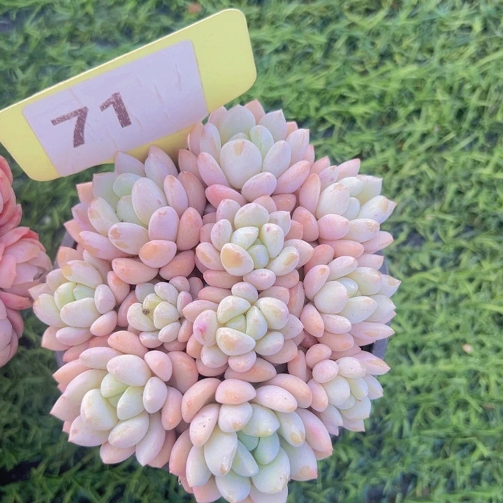 健健康康平平安安