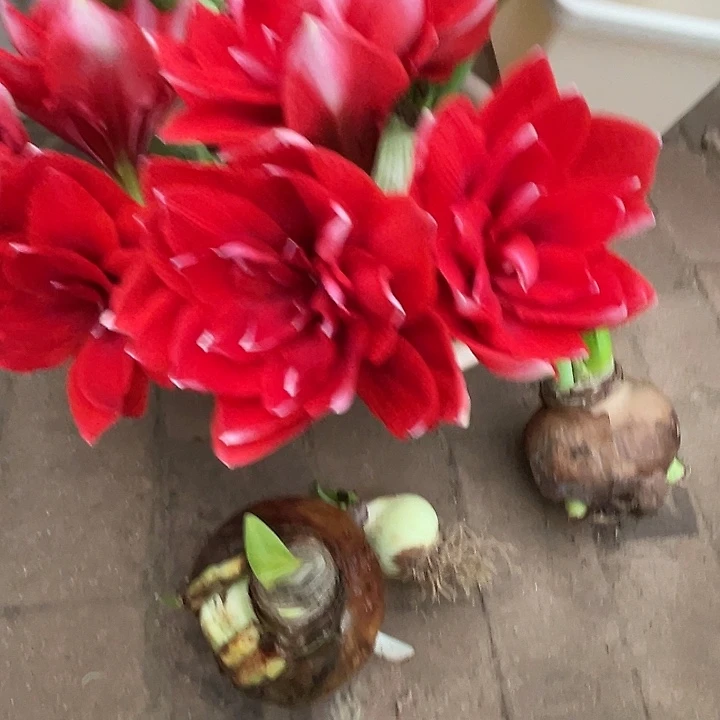 直播间库房里霸王龙好球一个