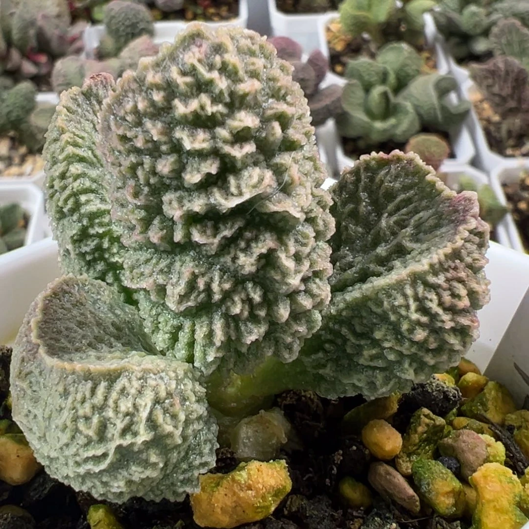 实生新品爆炸狂野纹路实生