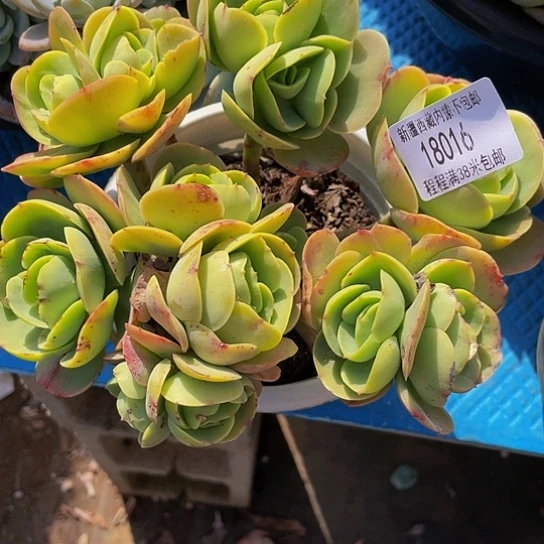 微**晓碧桃缀18016多肉