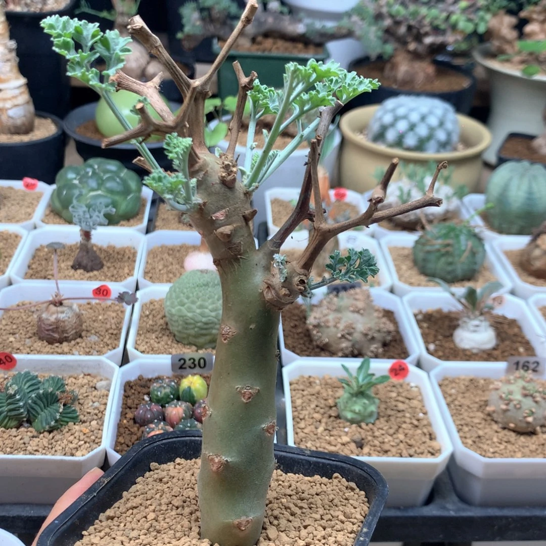 香水杨葵母本带盆