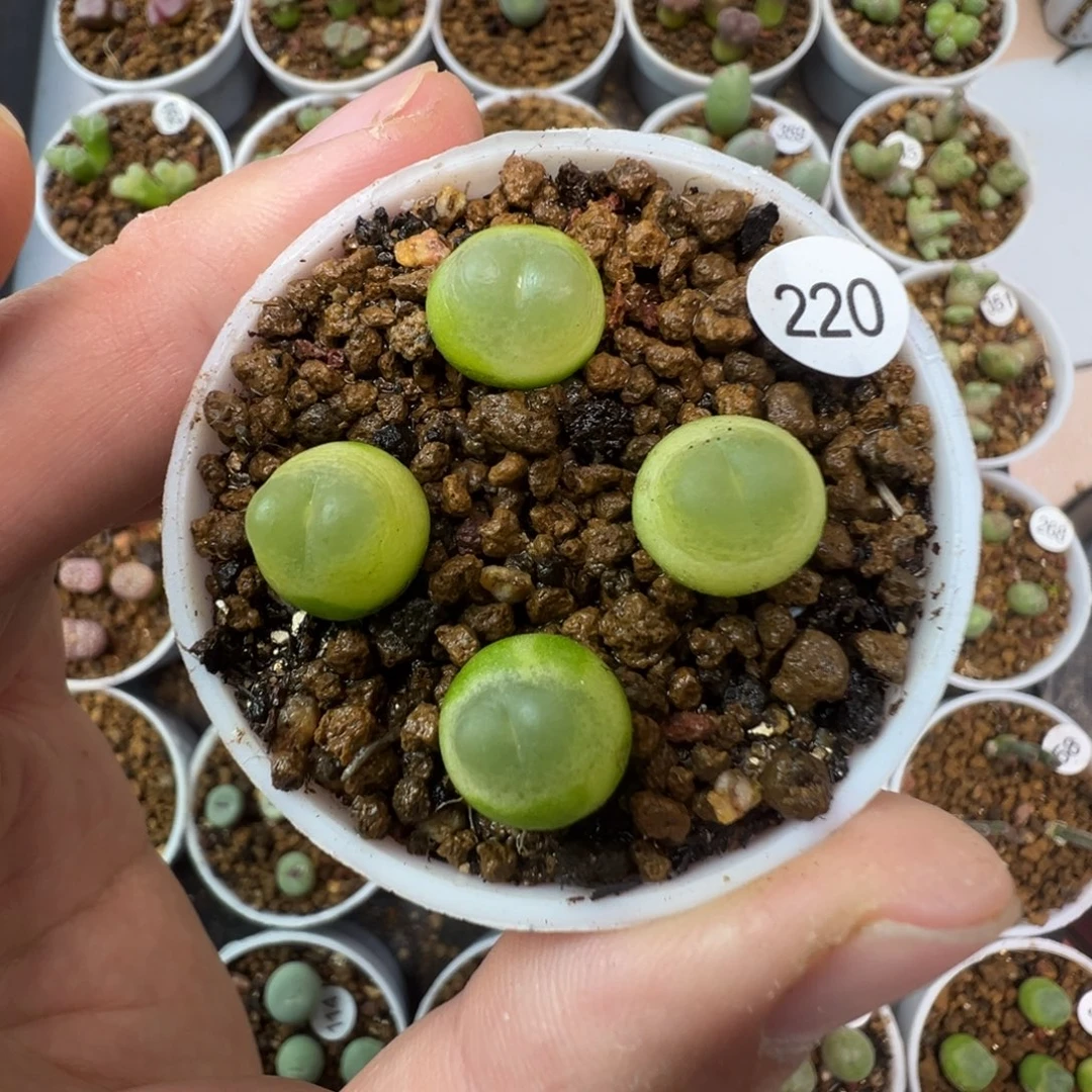 拉登一颗脱土220000