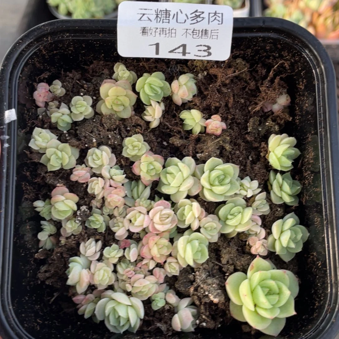 云糖心多肉植物143
