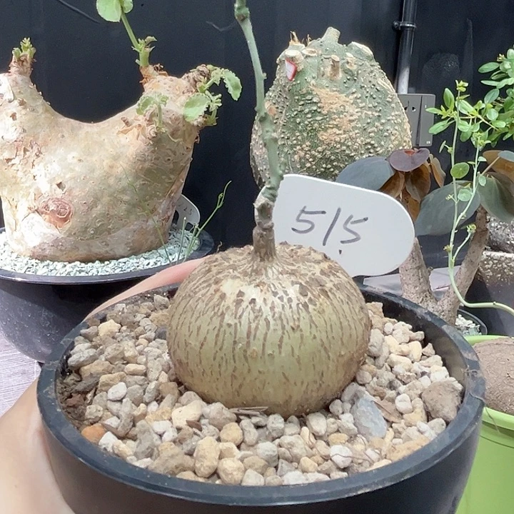 加***N515彩叶西番莲哈哈哈哈哈