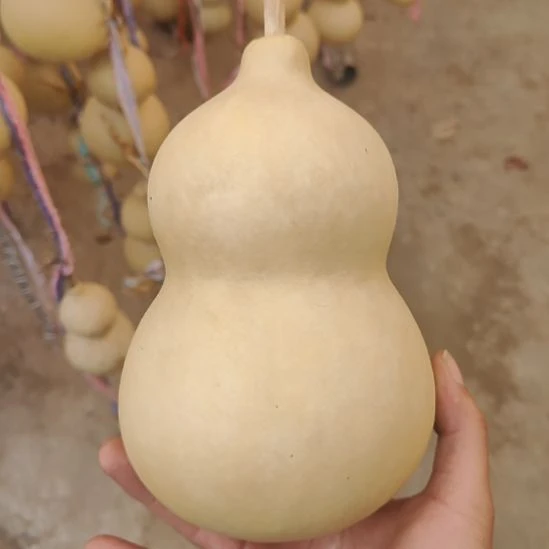 岁***鱼精品葫芦精品葫芦