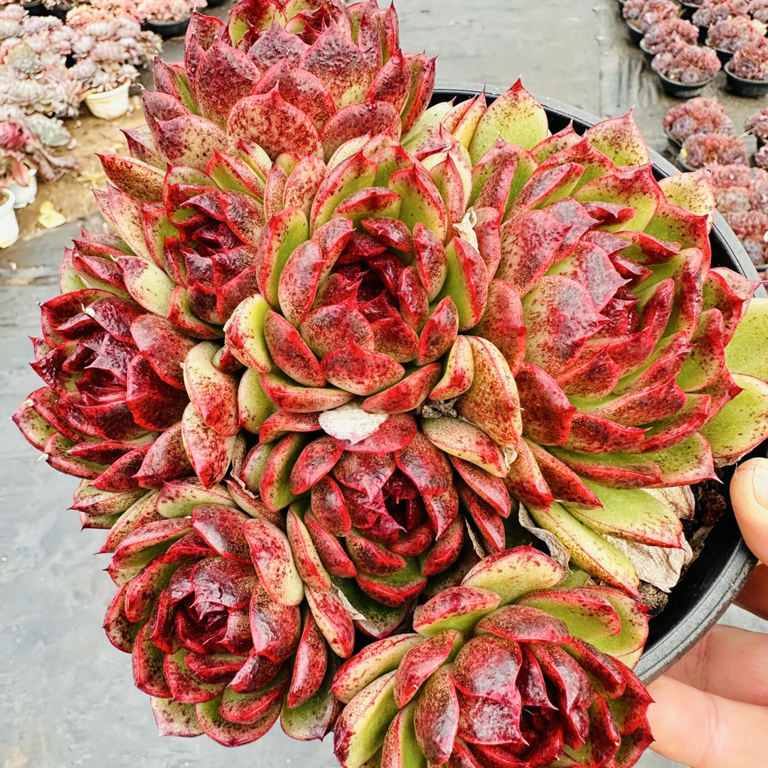 黑桃  金金精品多肉植物