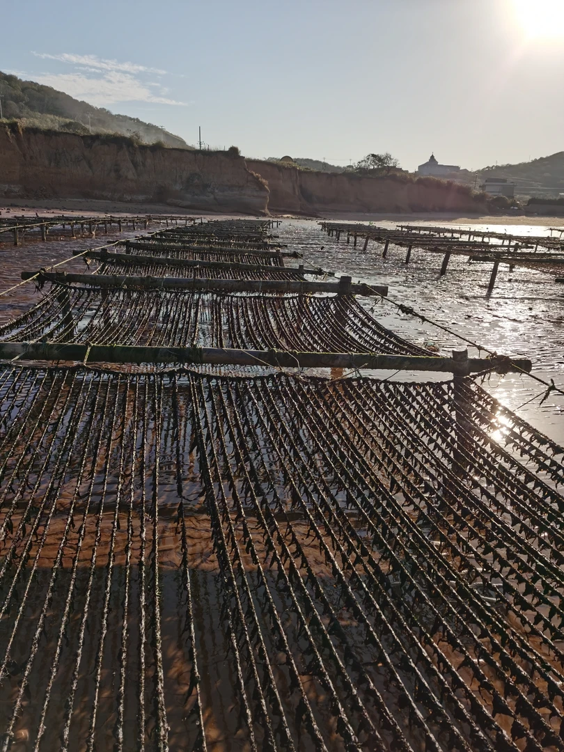 舟山衢山海岛特产纯手工原生态太阳晒紫菜125g