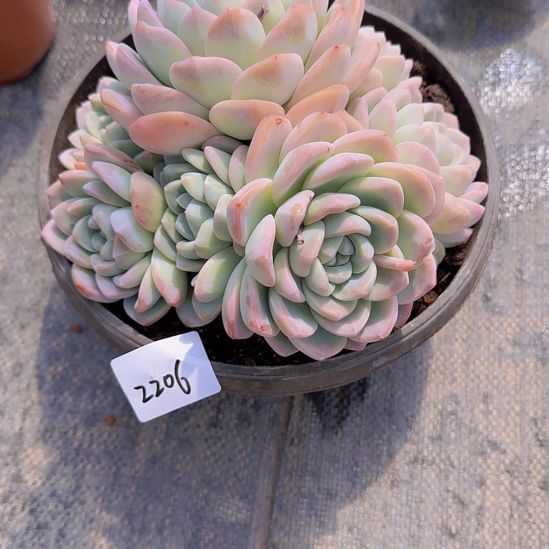 无*2206冰玉多肉植物