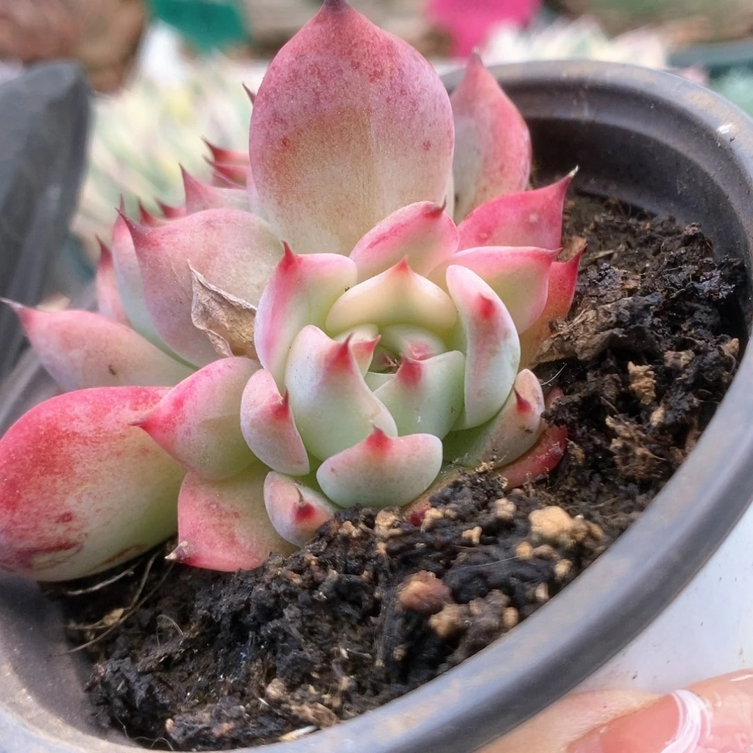 108锦锦锦锦锦锦锦锦