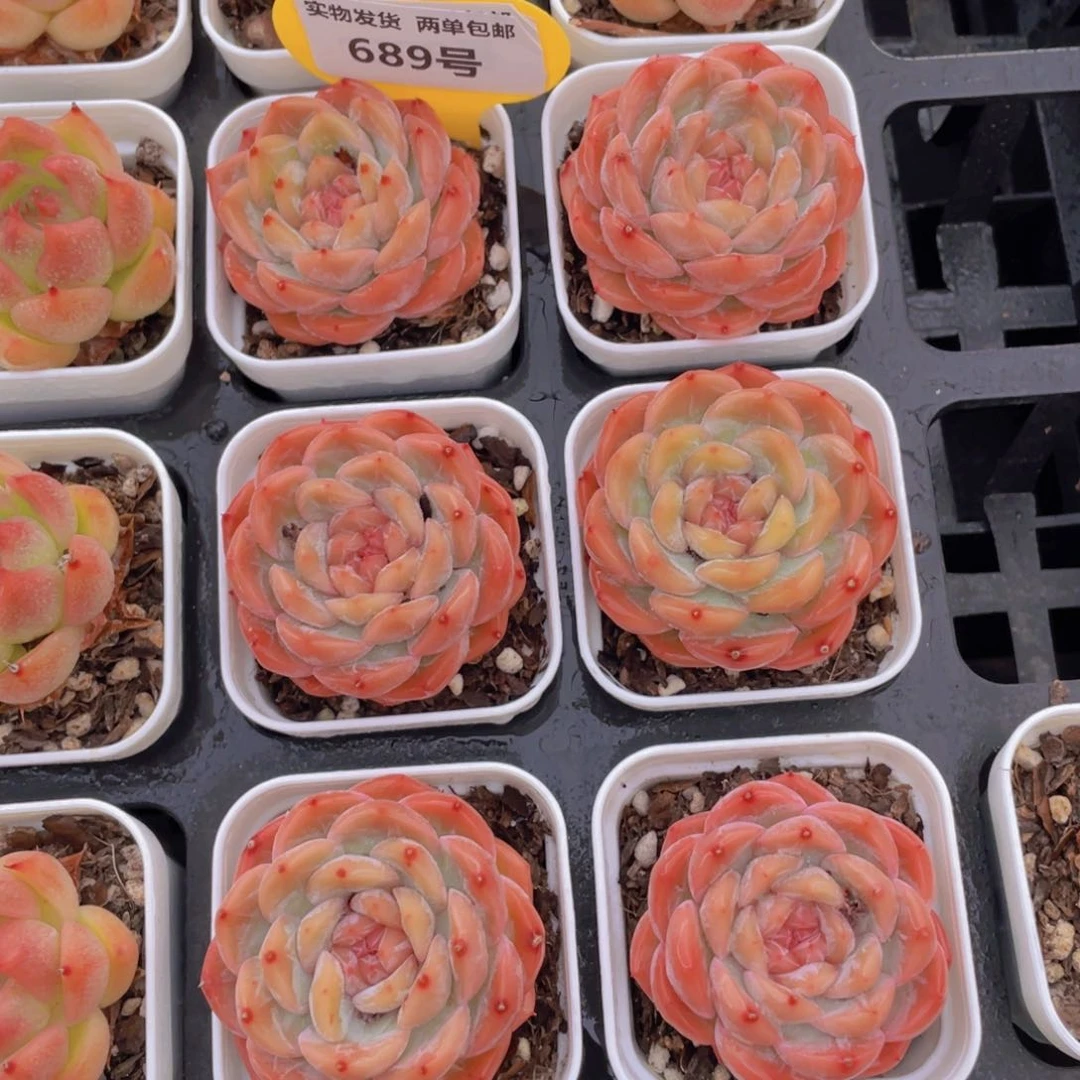 689号 糖心钻石琴心单头一个