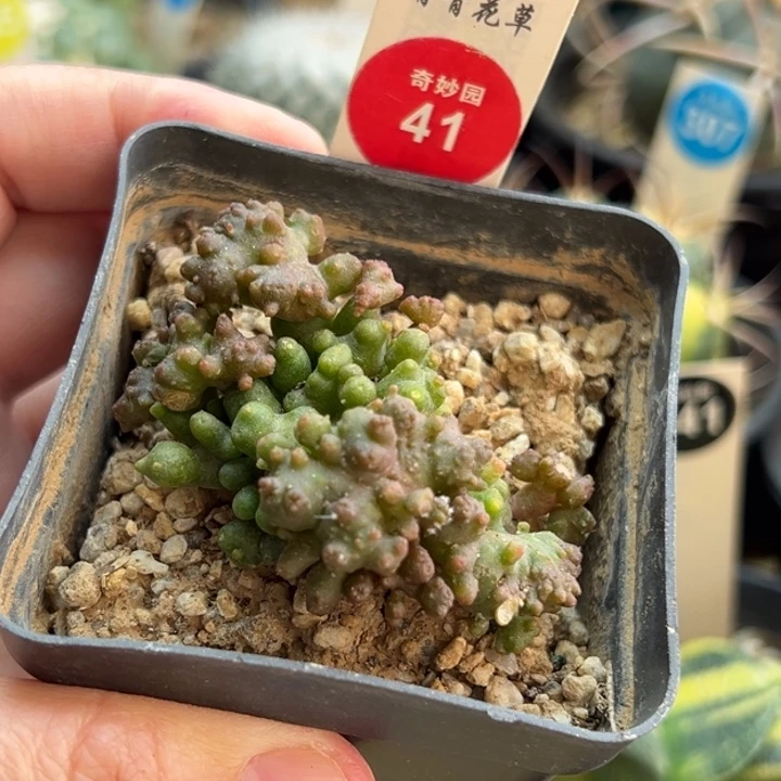 程程柱石化群一棵仙人球