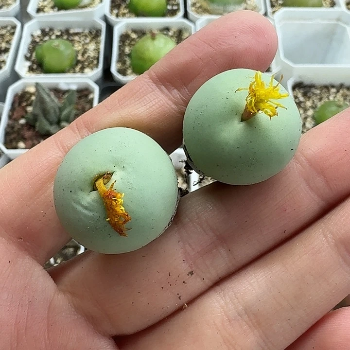 老马生石花2.2鸽子蛋535