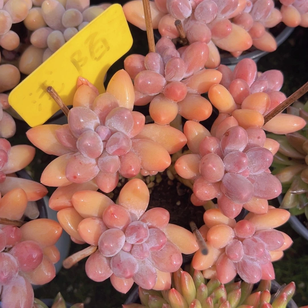 香玉的故事是一个人的故事吗